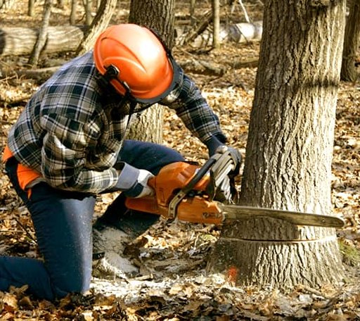 Tree Removal in Denton, KY